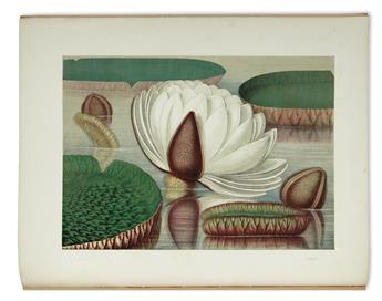 ALLEN, JOHN FISK; and SHARP, WILLIAM. Victoria Regia; or the Great Water Lily of America.